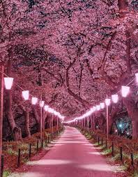 Cherry Blossom golden-vacations-india